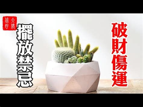 房間 仙人掌